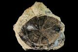 Wide, Petrified Wood (Schinoxylon) Limb - Blue Forest, Wyoming #172079-1